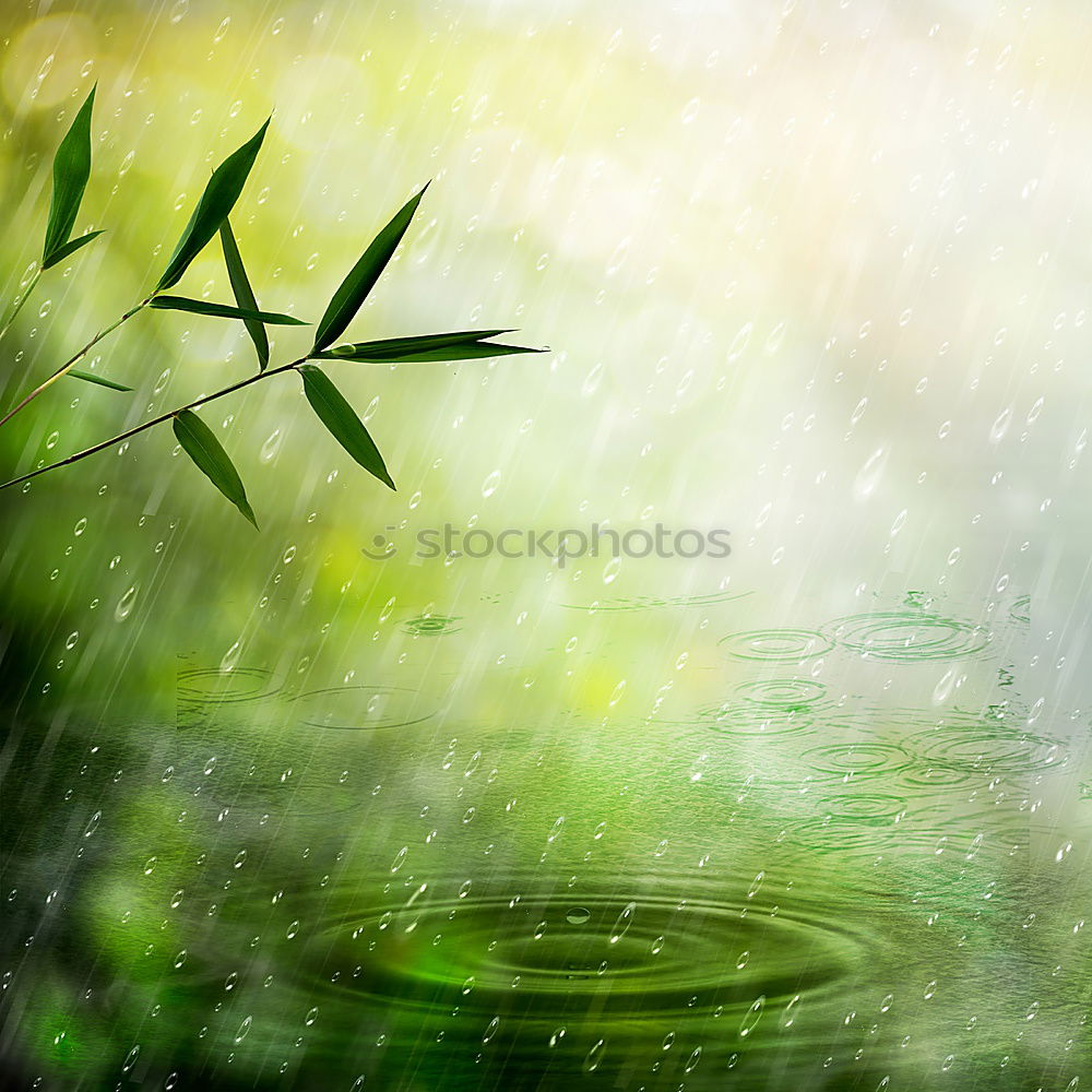 Similar – Image, Stock Photo It’s may they say