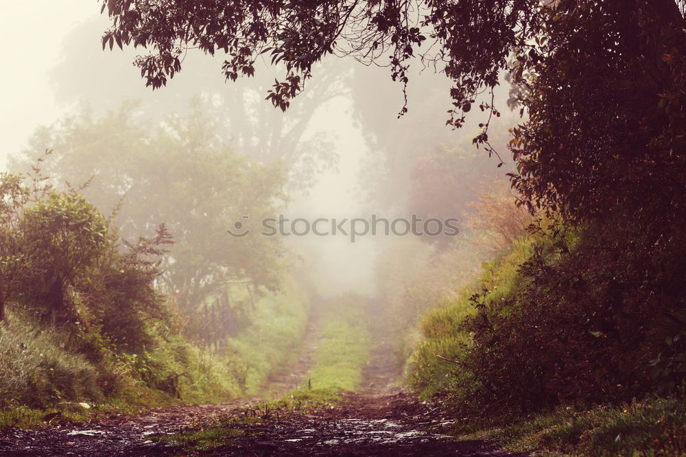 Similar – Image, Stock Photo Stylish woman near fence in foggy fields