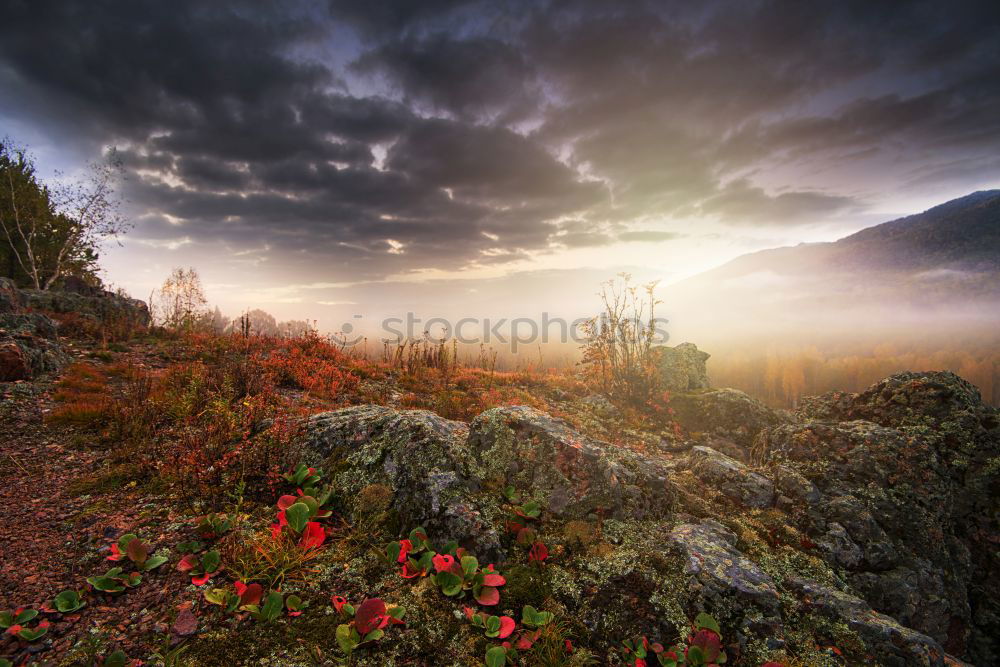 Similar – Image, Stock Photo foggy sunrise over hills with flowering heather