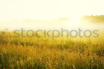 Similar – Sunset-grillen*** Fleisch