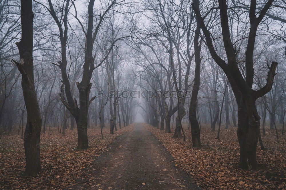 Similar – Image, Stock Photo Trees on both sides of path