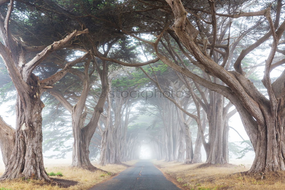 Similar – Image, Stock Photo Ocean View Human being