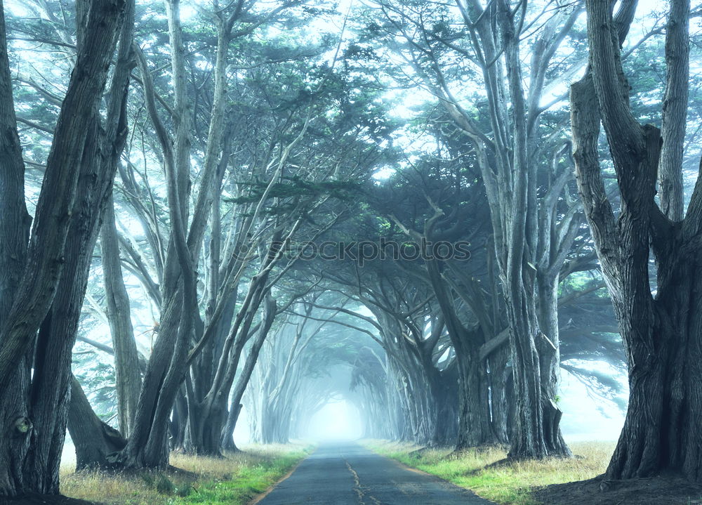 Similar – Image, Stock Photo road and trees with fog in the forest in the nature