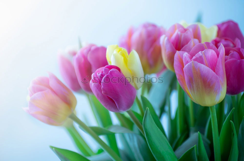 Image, Stock Photo Spring greeting yellow pink red flowers bouquet of flowers