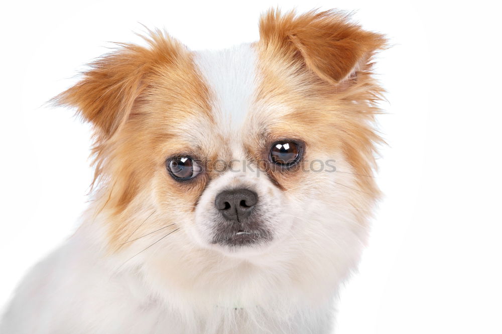 Similar – Image, Stock Photo portrait of a cute dog on bed