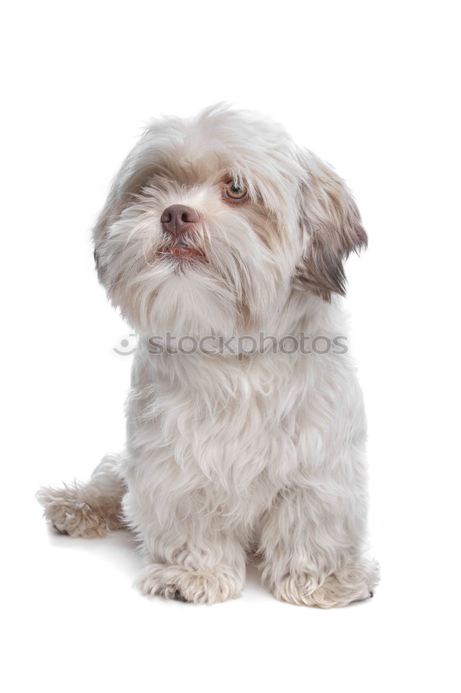Similar – Image, Stock Photo Dog 3 Animal Pet