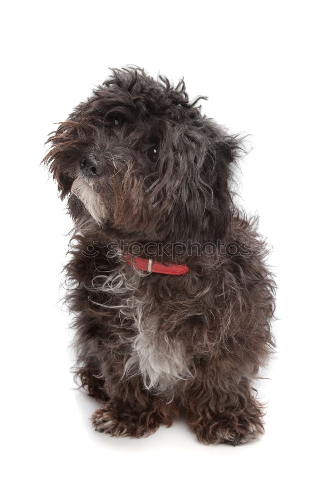 Similar – Image, Stock Photo Adorable cocker spaniel dog