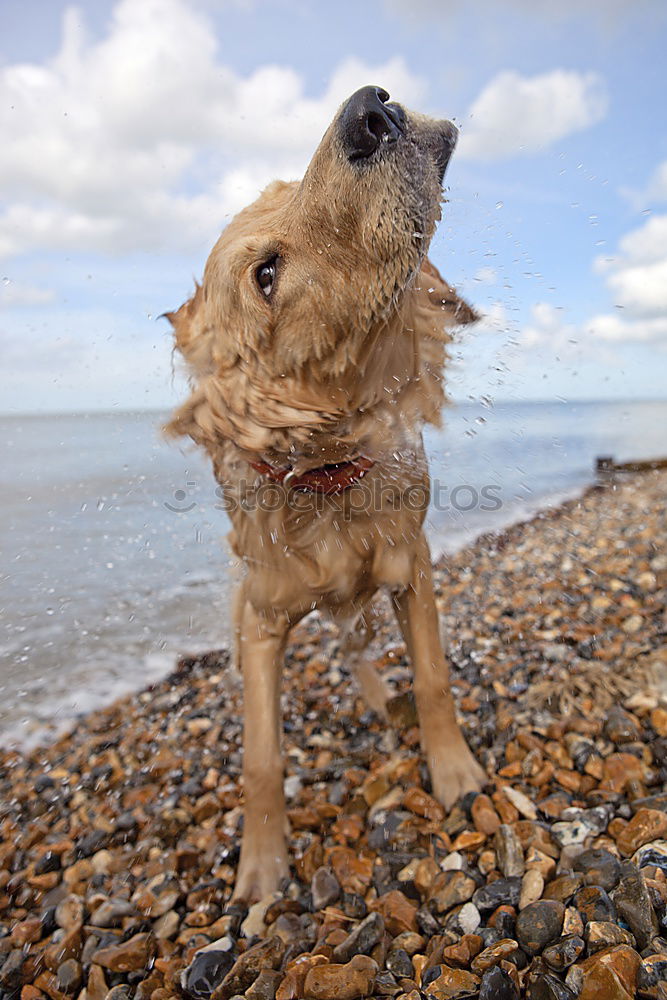 Similar – No dogs! Nature Sky Clouds