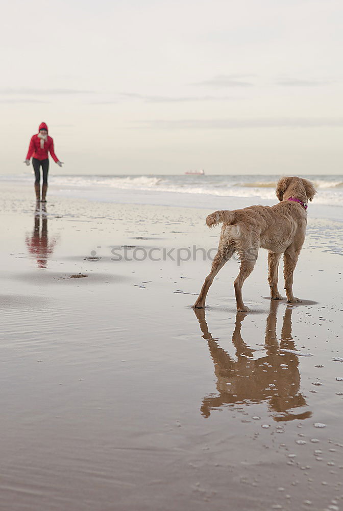 Similar – Image, Stock Photo beautiful black labrador sitting on the sea shore