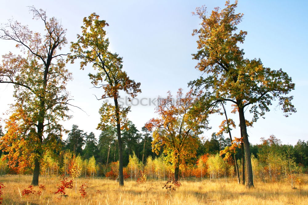 Similar – Image, Stock Photo Anticipation … or tree in Wingert in autumn