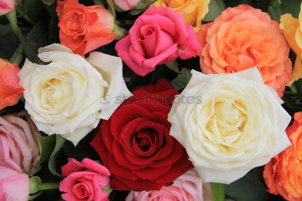 Similar – Image, Stock Photo Flower bouquet. Plant Rose