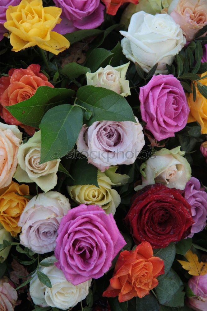 Similar – Image, Stock Photo Flower bouquet. Plant Rose