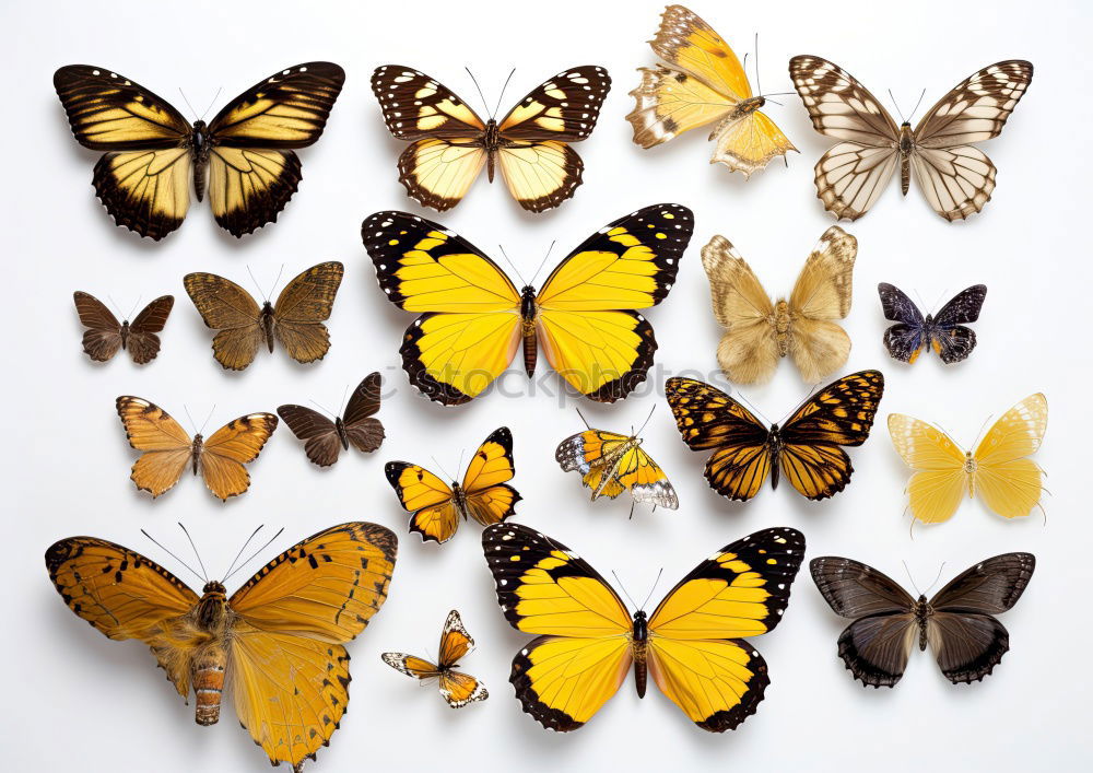 Similar – Image, Stock Photo Butterfly Group of animals