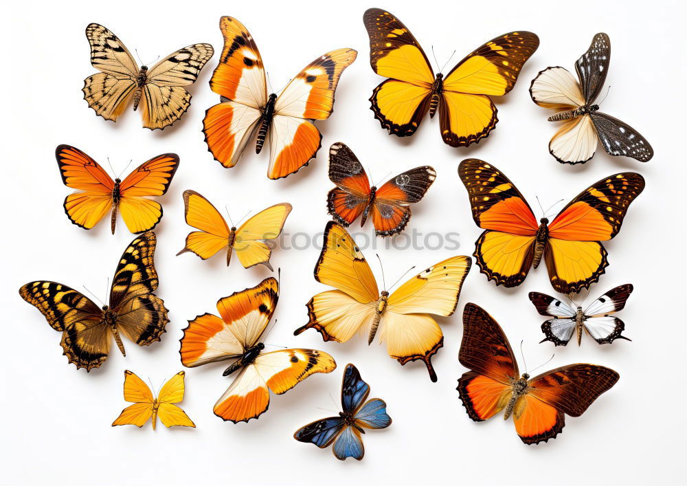 Similar – Image, Stock Photo Butterfly Group of animals