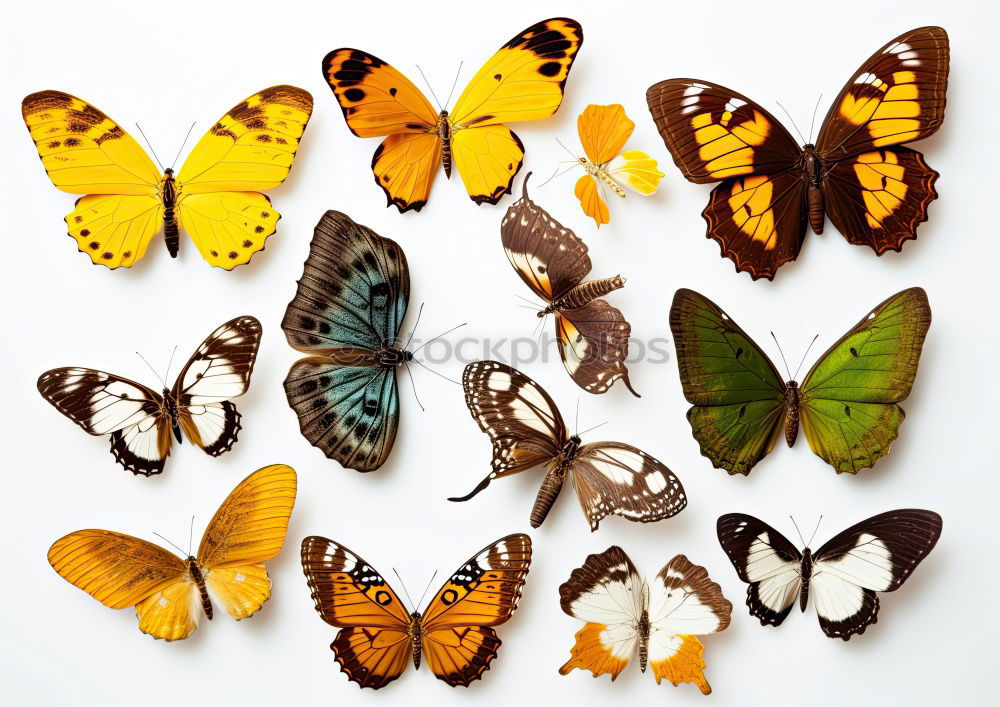 Similar – Image, Stock Photo Butterfly Group of animals