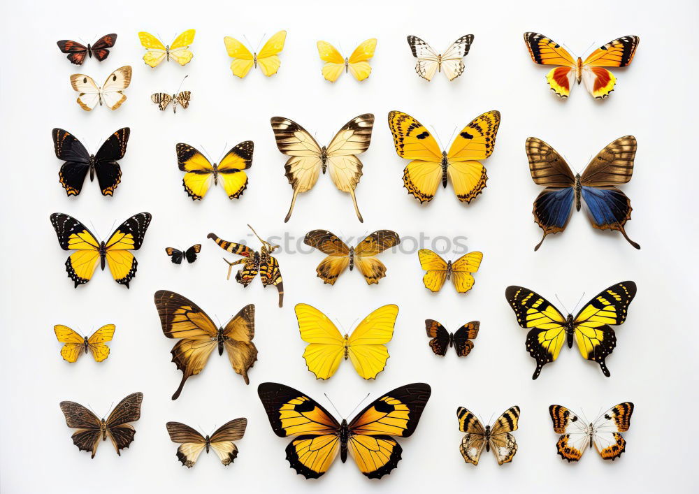 Similar – Image, Stock Photo Butterfly Group of animals