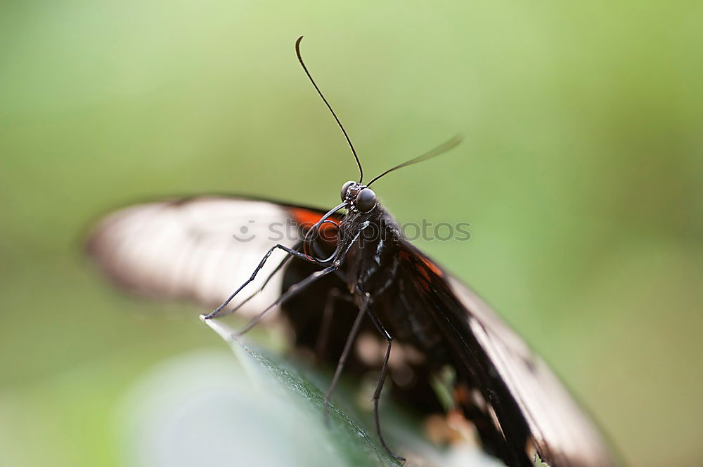 Similar – Frau Schmetterling, geb. Raupe