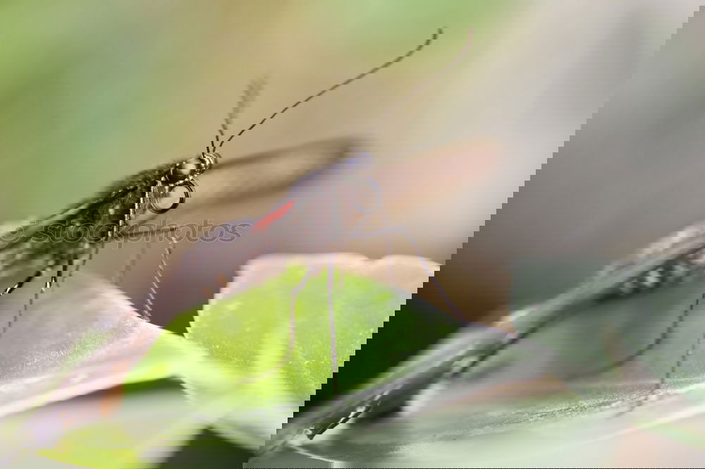 Similar – Image, Stock Photo butterfly Animal