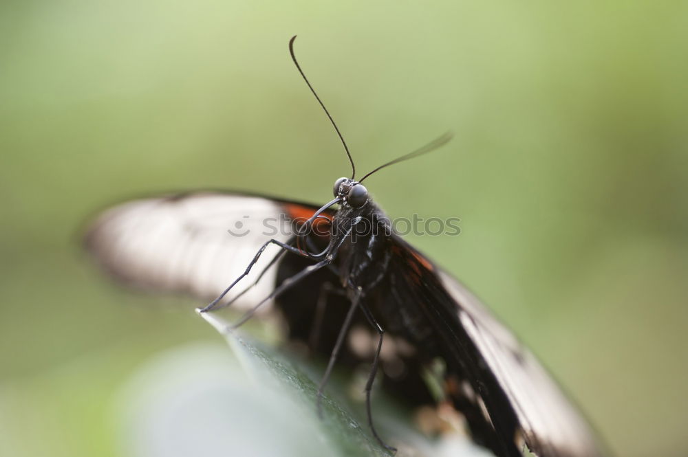 Similar – Image, Stock Photo Eyes open! Nature Plant