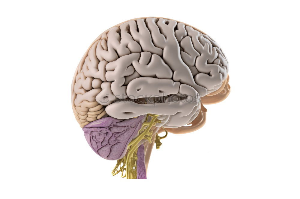 Similar – Image, Stock Photo brain