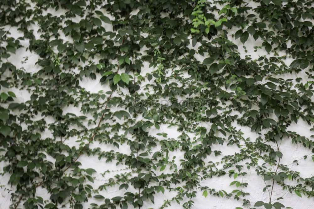 Similar – greenwall Bushes Green