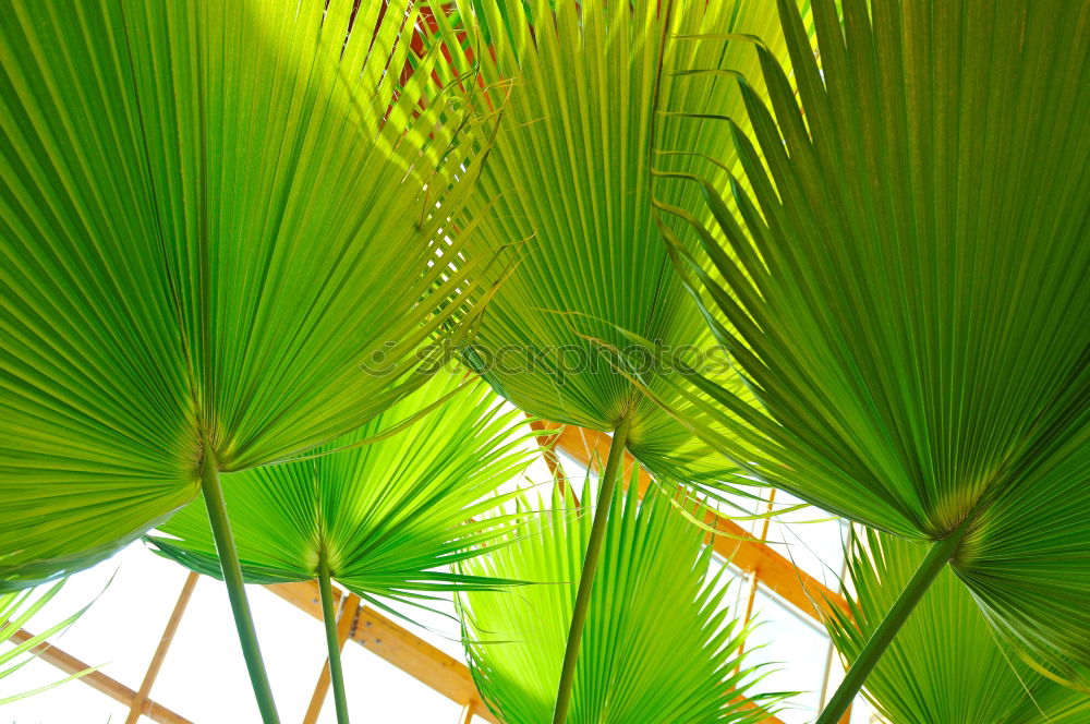 Similar – Foto Bild unter einer palme Palme