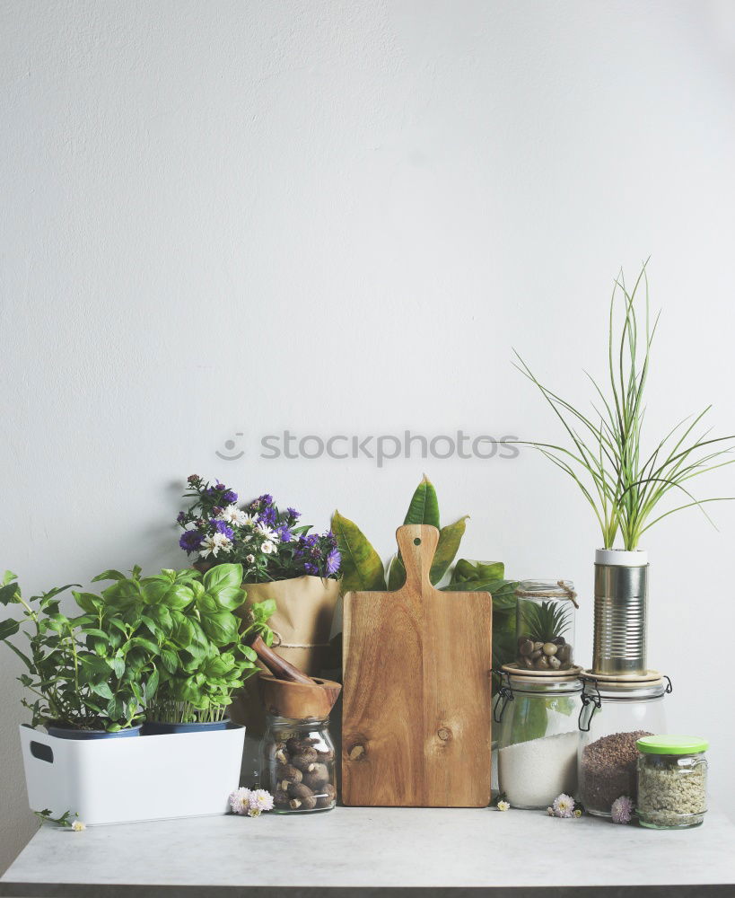 Similar – Room plants for Urban Jungle