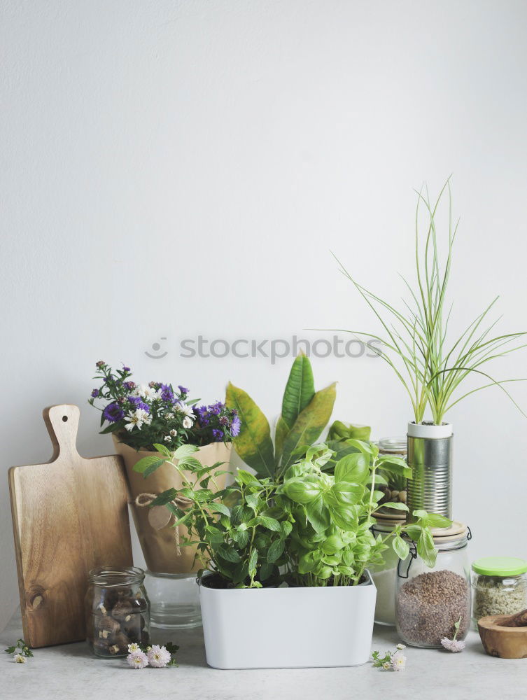 Similar – Room plants for Urban Jungle