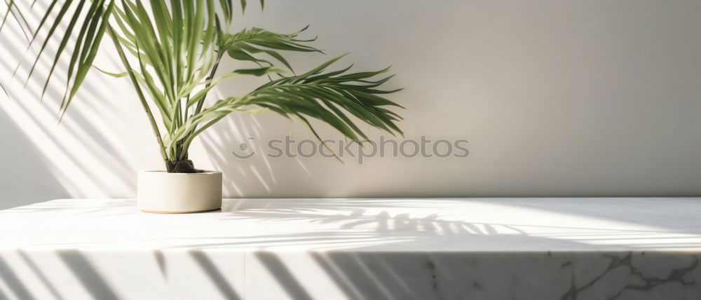 Similar – Monstera-Blätter in Glasvase auf einem Holztisch in einem eleganten Interieur