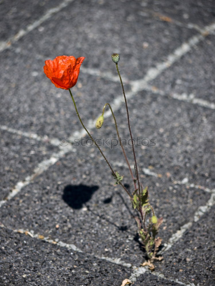 Similar – solitary flower Flower