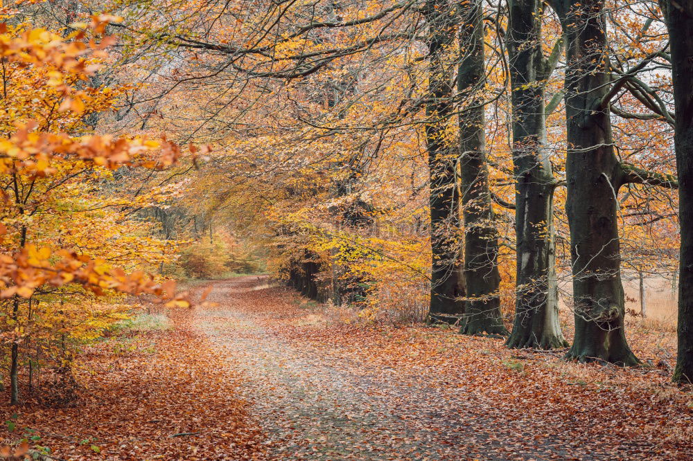 an autumn gate in the October forest