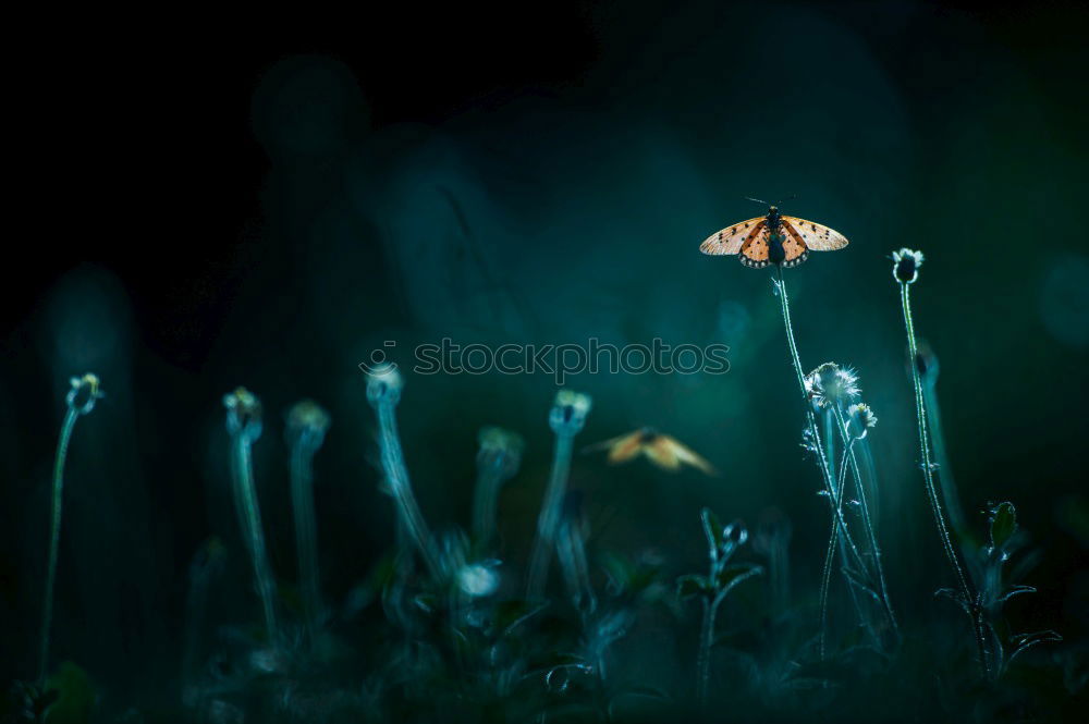 Small mushrooms in the forest