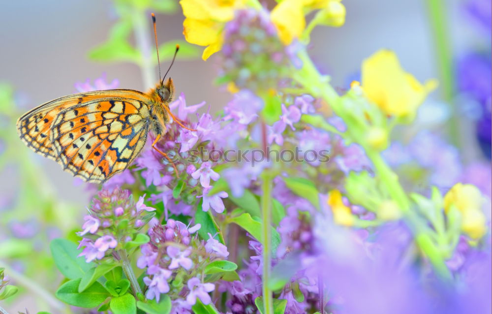 Similar – Image, Stock Photo A butterfly on lavender flowers