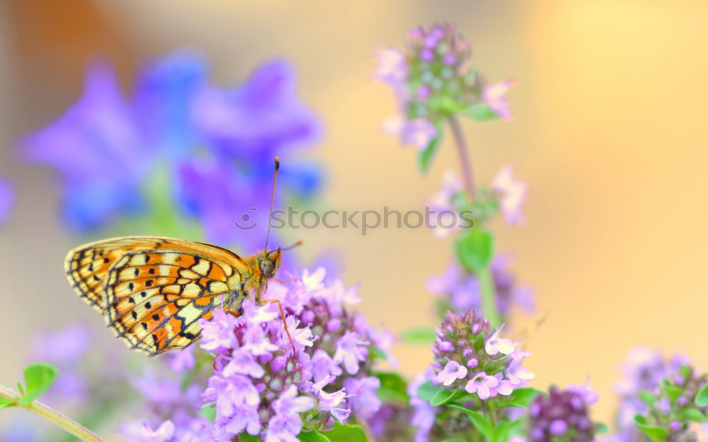 Similar – Image, Stock Photo A butterfly on lavender flowers