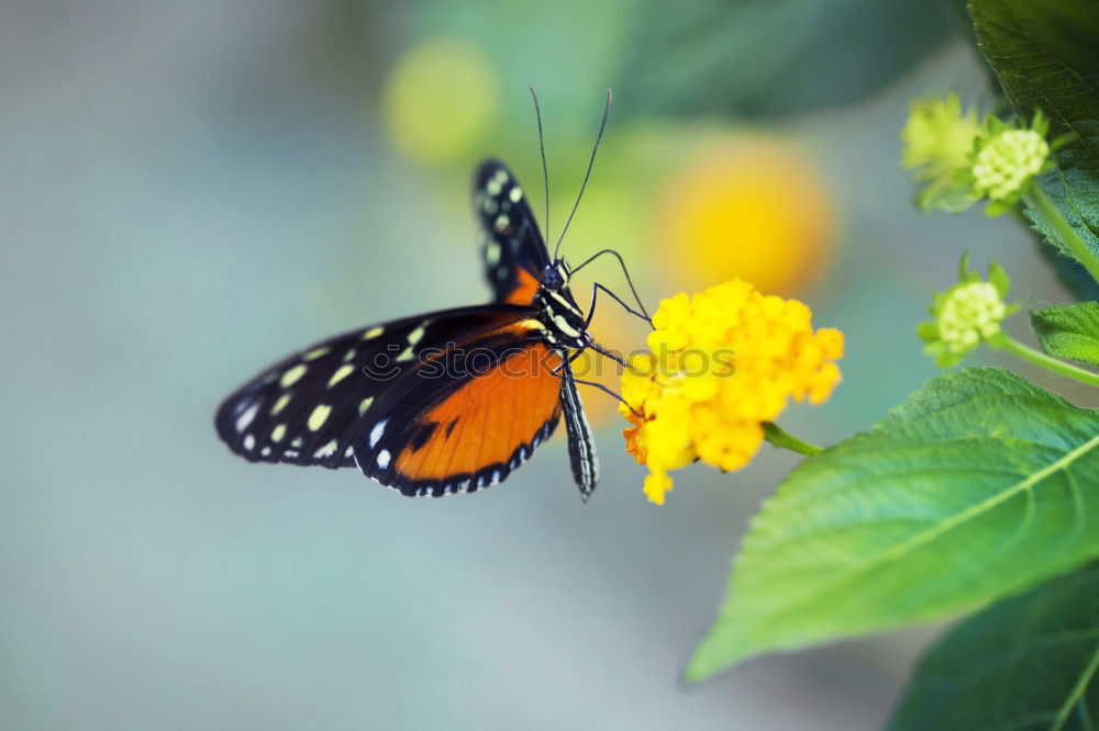 Similar – Image, Stock Photo butterfly photo Leaf