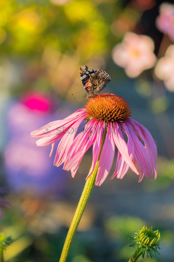 Similar – Image, Stock Photo Bumblebee in approach to flower