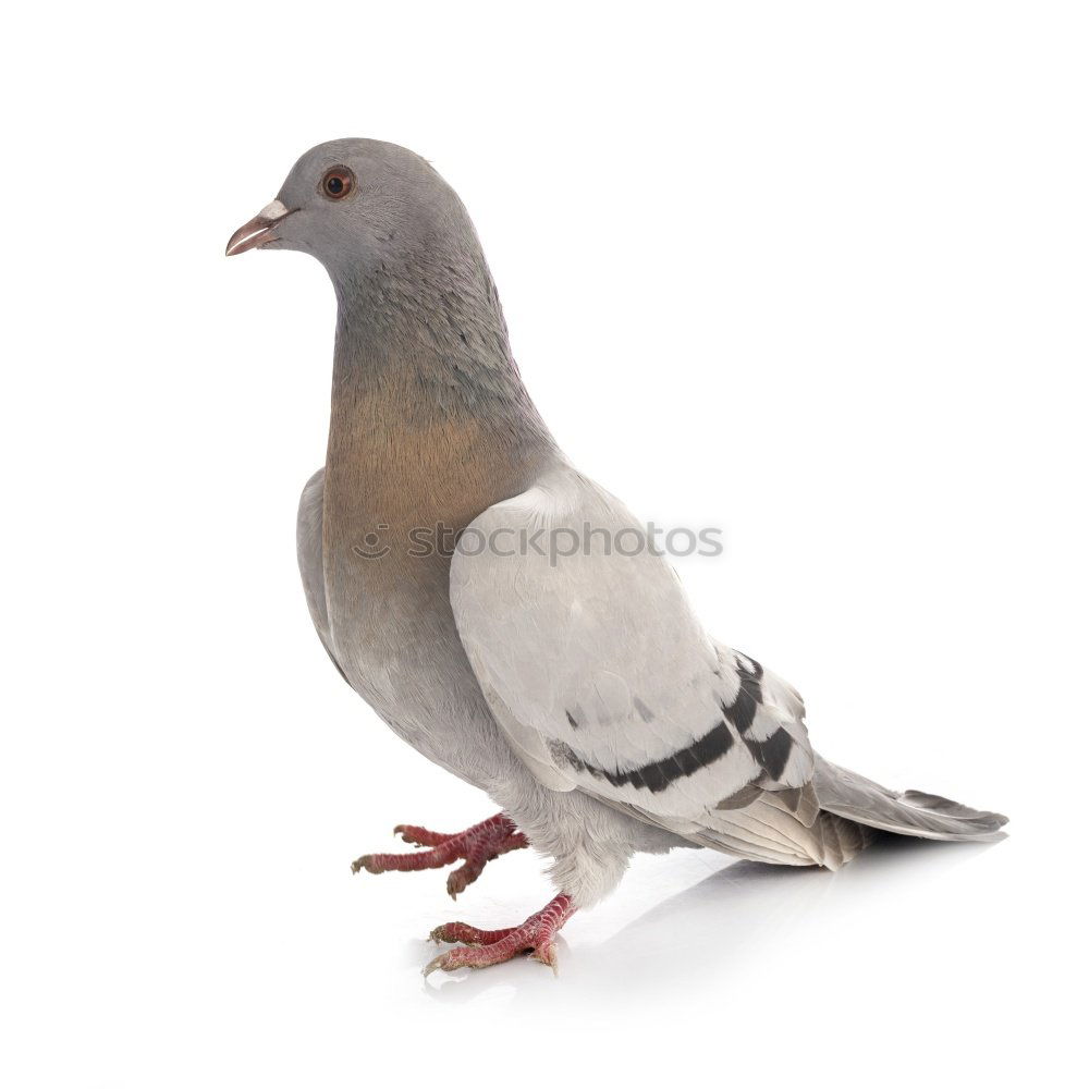 Similar – Image, Stock Photo Pigeon dove Animal Bird