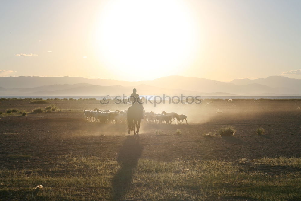 Similar – Beautiful landscape with wild horses