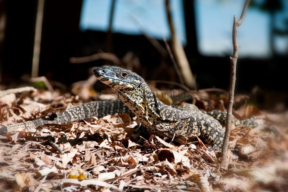 Image, Stock Photo You got something for me?, Green Lizard is looking for a photographer on Fraser Island. Queensland / Australia