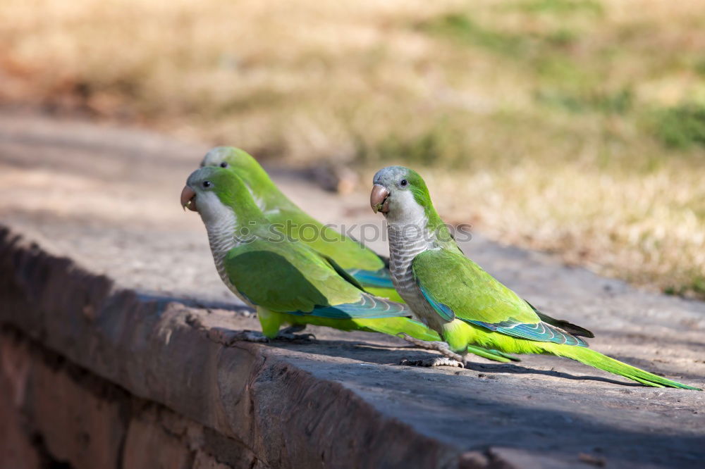 Similar – Image, Stock Photo Berlin sparrows