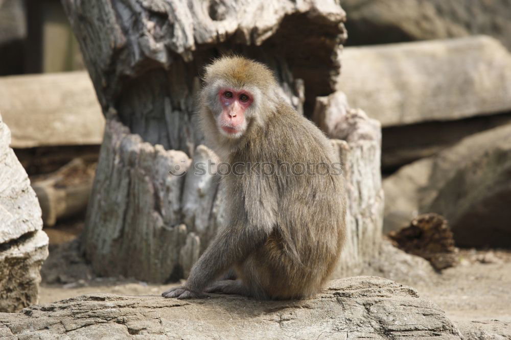 When I grow up … Monkeys