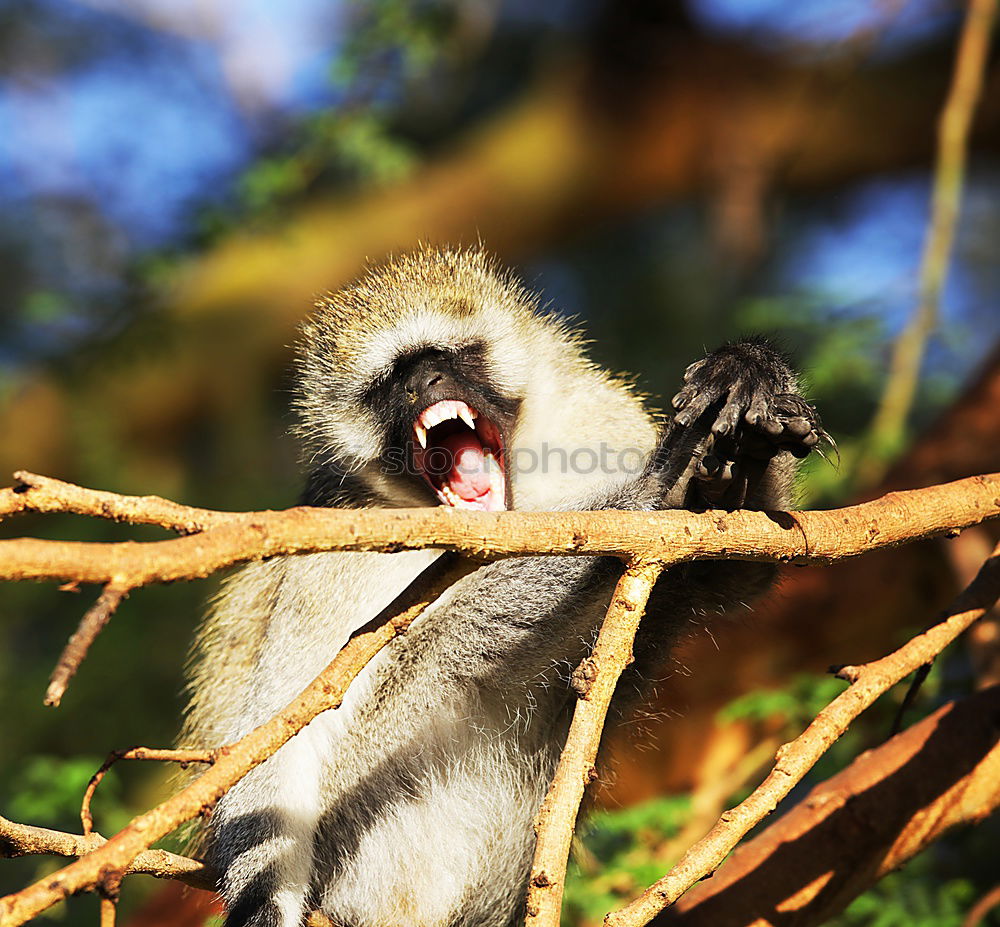 Similar – Image, Stock Photo Monkey show #3