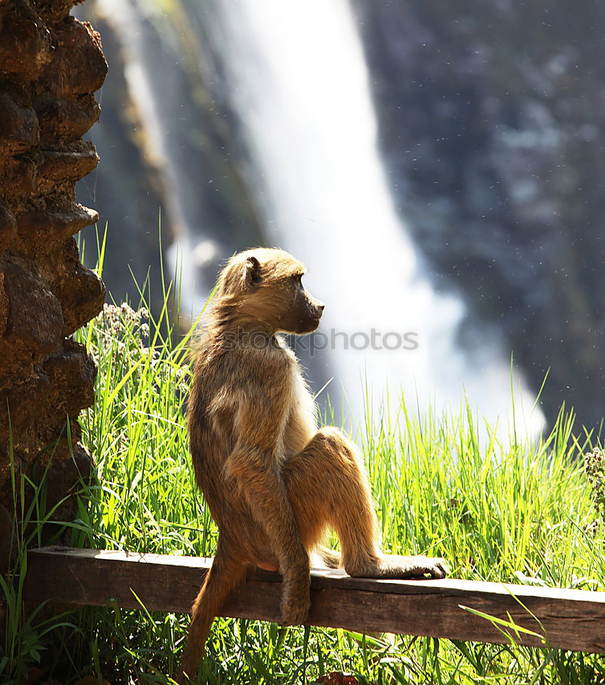 Similar – Image, Stock Photo Monkey sits on rocks of Gibraltar