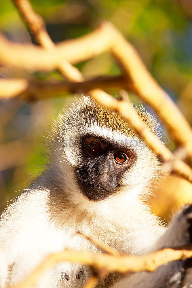 Similar – Image, Stock Photo Monkey business #4
