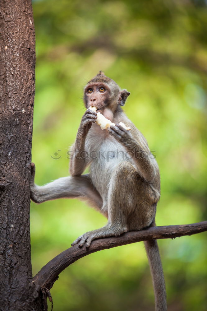 Similar – Image, Stock Photo Enjoy the sun Fruit Banana