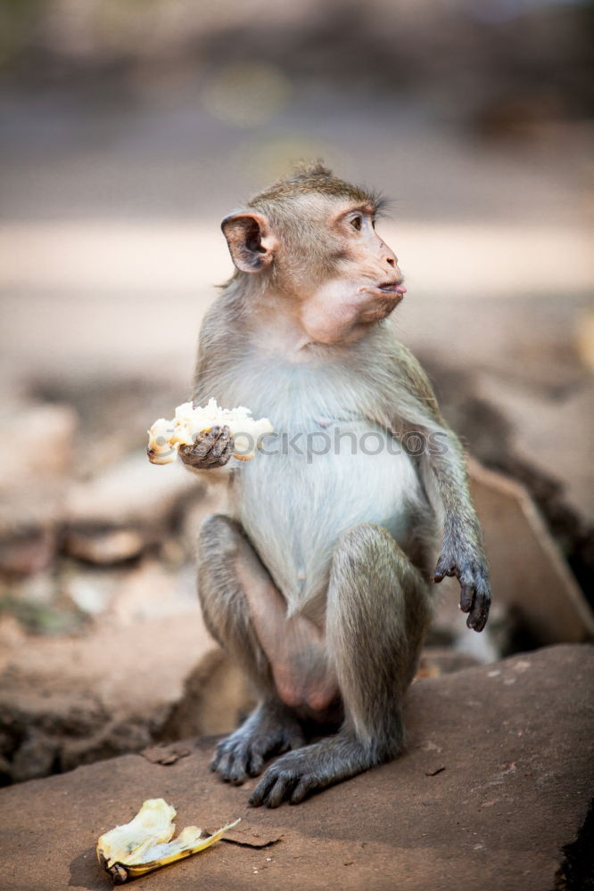 Image, Stock Photo Curious Monkey Baby Nature