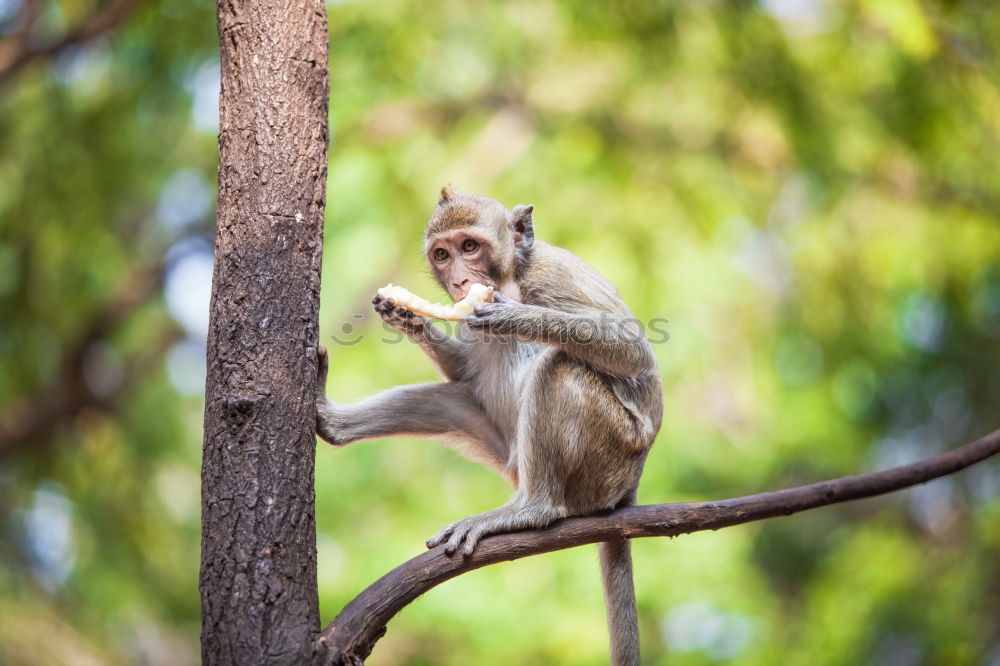 Similar – don’t let it hang | little macaque baby