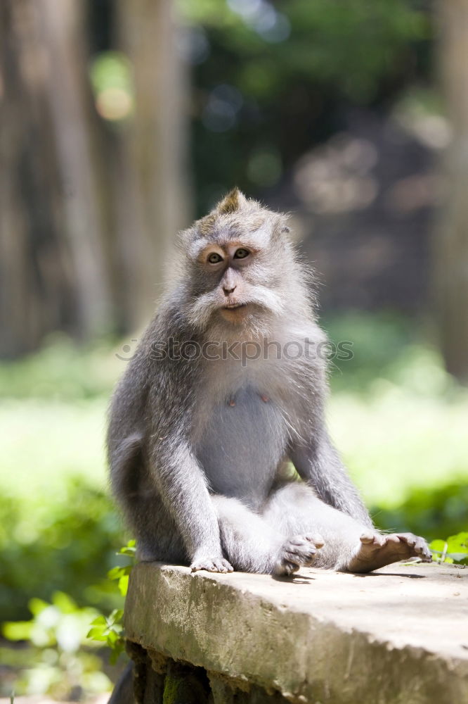 Similar – Image, Stock Photo Curious Monkey Baby Nature