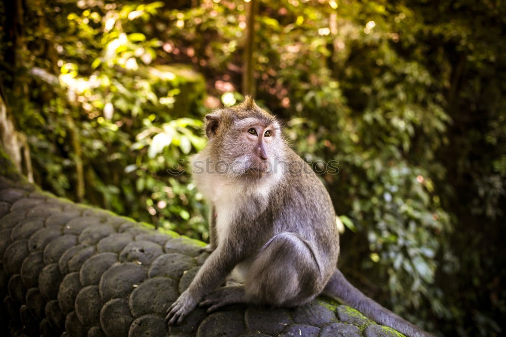 Similar – Image, Stock Photo A Wild Monkey Easts A Banana