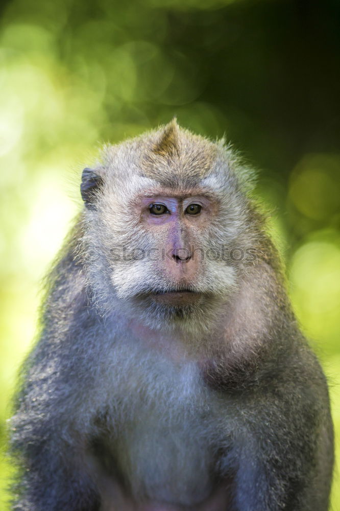 Similar – Image, Stock Photo A Wild Monkey Easts A Banana